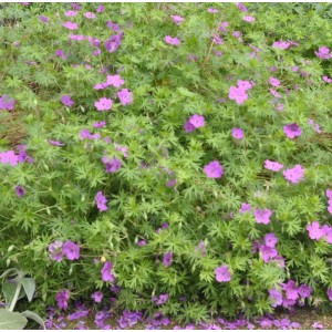 Blühender Storchenschnabel Inverness (Geranium sanguineum) als Bodendecker im Garten.