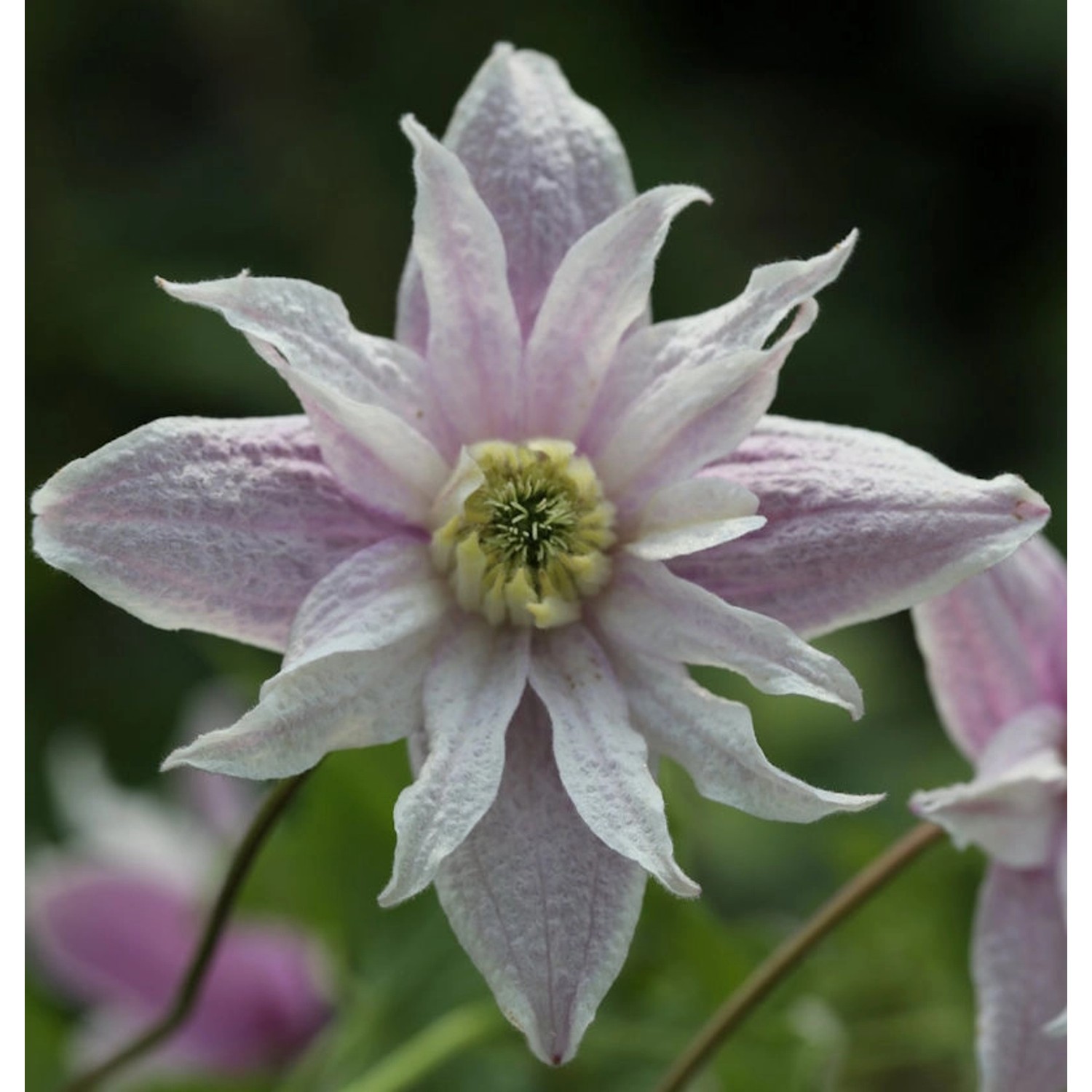 Frühe Alpen Waldrebe Rosy o Grady 60-80cm - Clematis macropetala günstig online kaufen