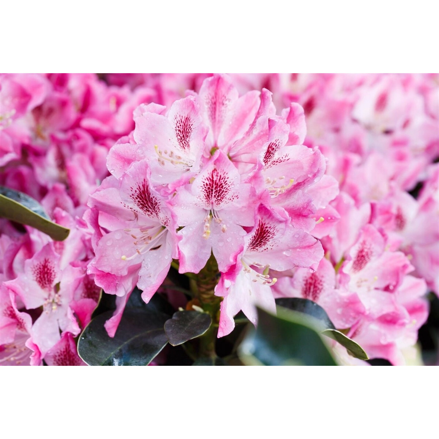 Rhododendron Hybr. Helen Martin Rosa Blüten 40–50 cm günstig online kaufen