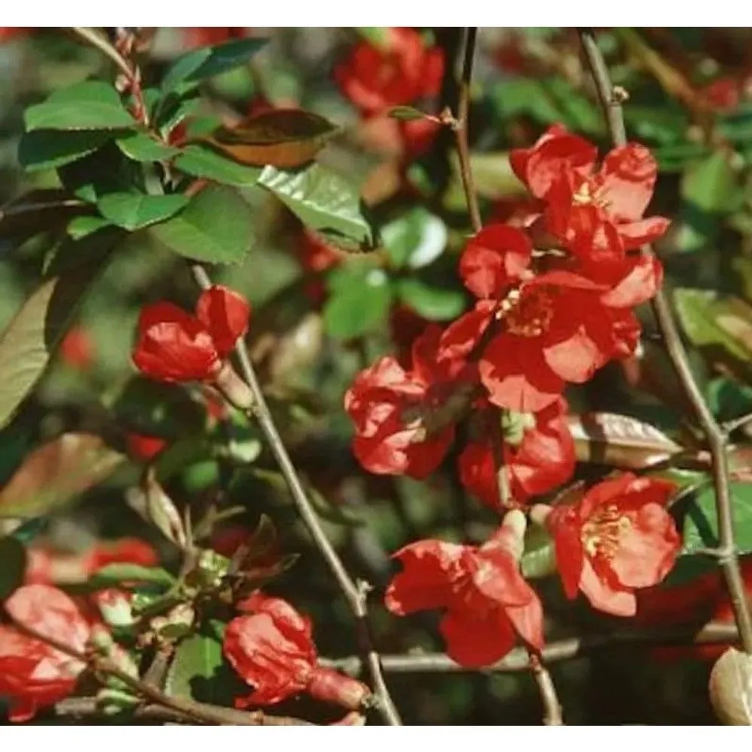 Zierquitte Red Trail 40-60cm - Chaenomeles