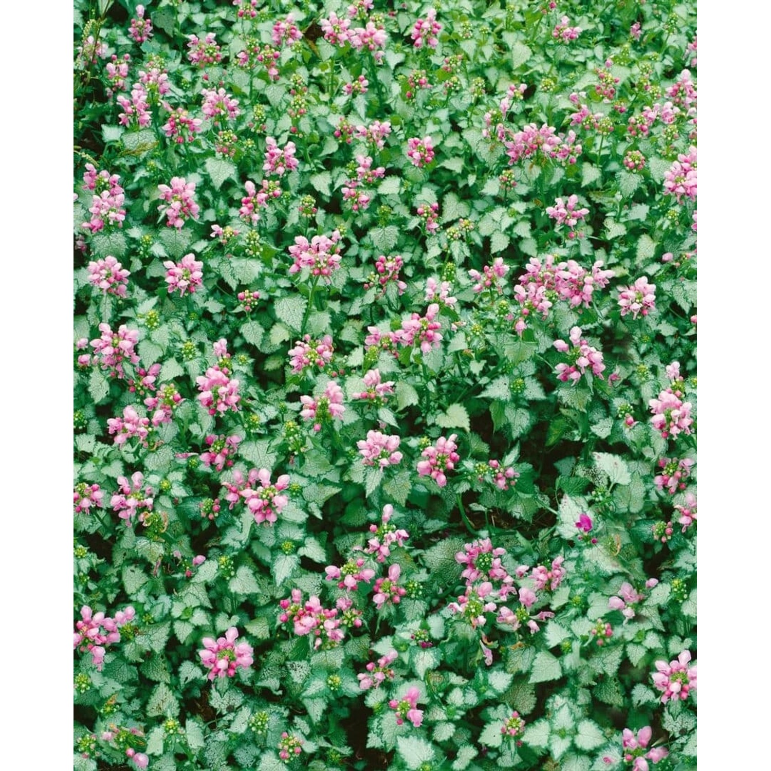 Lamium Maculatum Pink Pewter Taubnessel Rosa Ca. 9x9 cm Topf günstig online kaufen