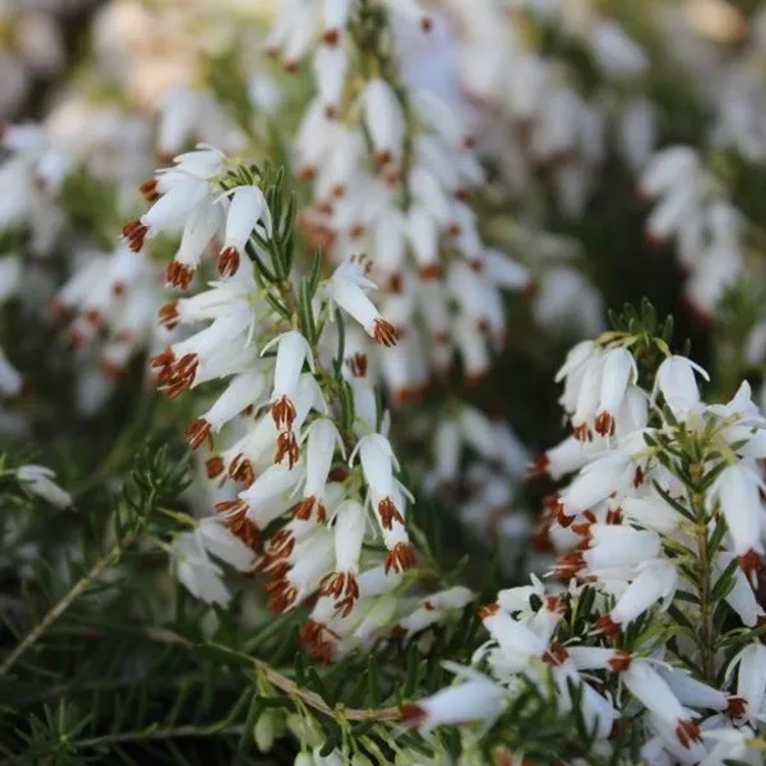Winterheide Weiß Erica carnea 15 bis 20 cm im Container Immergrün