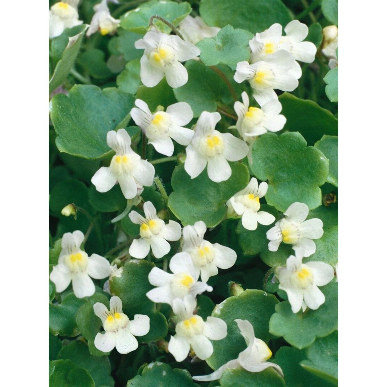 Cymbalaria Pallida Albiflora Weiß Ca. 9x9 cm Topf günstig online kaufen