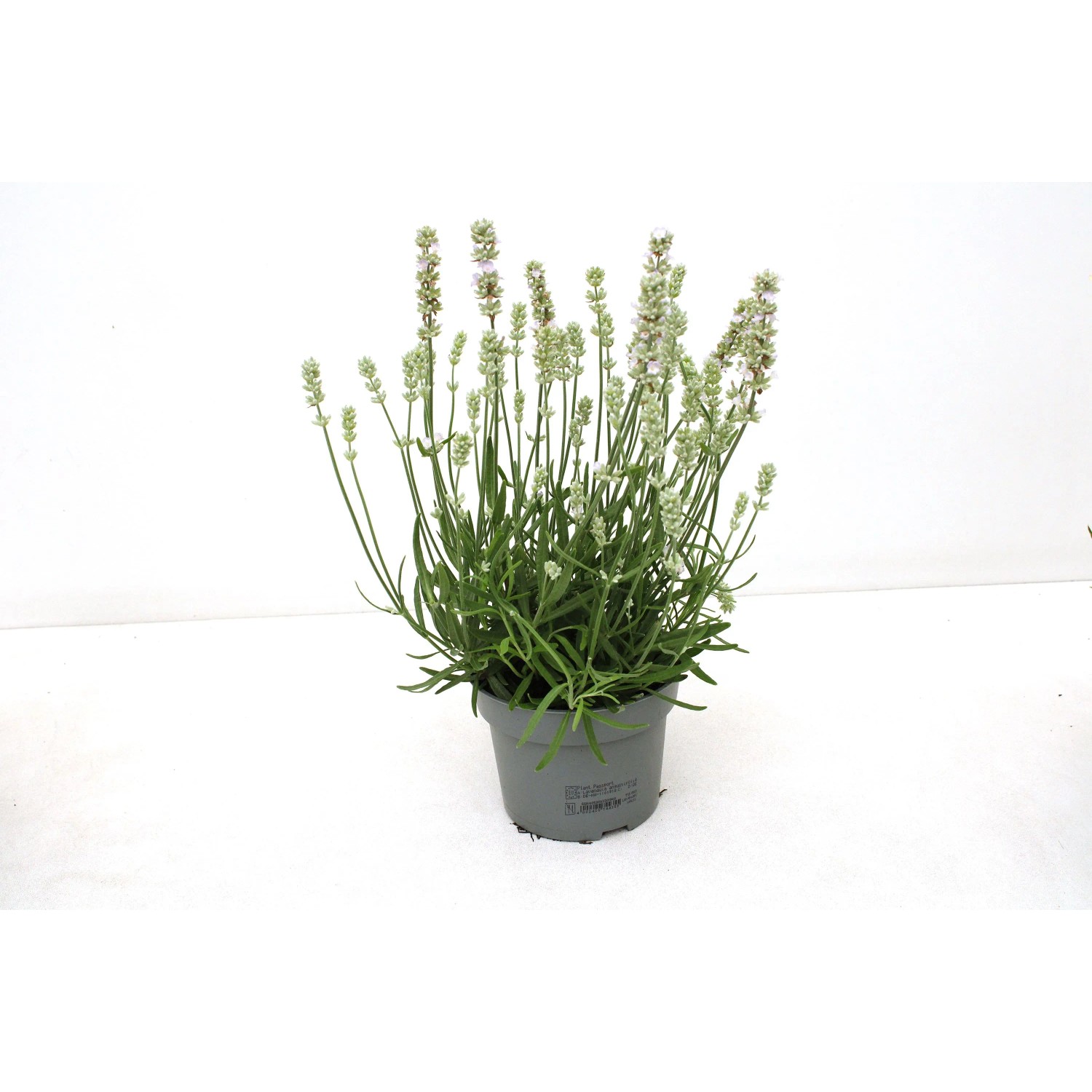 GROW BY OBI Lavendel Lavandula ang. White