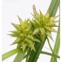 Detailaufnahme der Morgensternsegge (Carex grayi), einer dekorativen Staude mit sternförmigen Fruchtständen.
