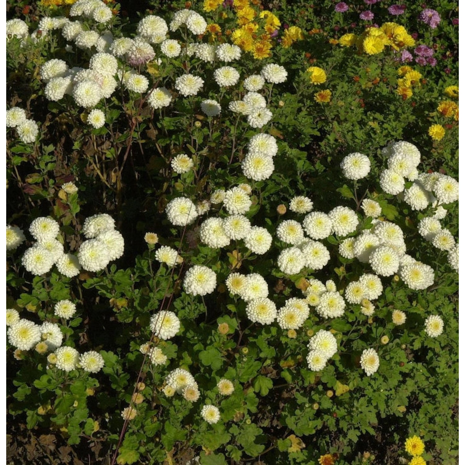 Winteraster White Bouquet - Chrysanthemum hortorum günstig online kaufen