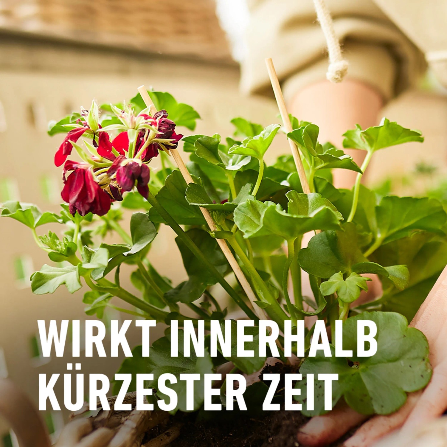 Compo Dnger fr Geranien Flssigdnger 1,3 l kaufen bei OBI