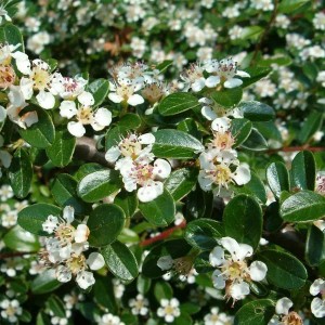6 x Teppichmispel Cotoneaster Dammeri Topf 9cm Dunkelgrünes Laub