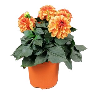 Orange Dahlie Dahlietta im Topf, ca. 25-30 cm hoch. Sommerblüher für Balkon und Garten.