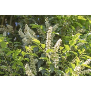 Blühender Portugiesischer Kirschlorbeer Angustifolia mit weißen Blüten und grünen Blättern.