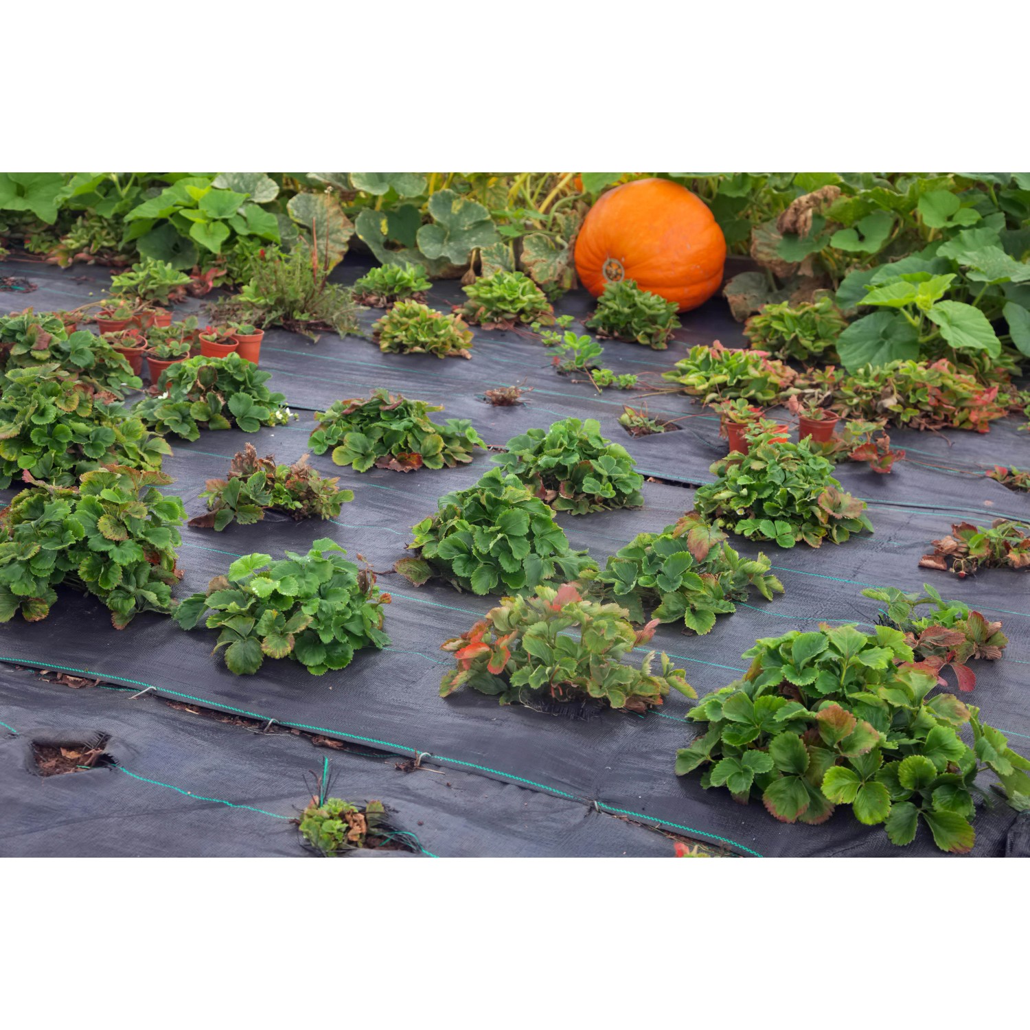 Schwarze Aquagart Unkrautfolie (100g, 2m breit) im Garten mit Pflanzen und Kürbis.