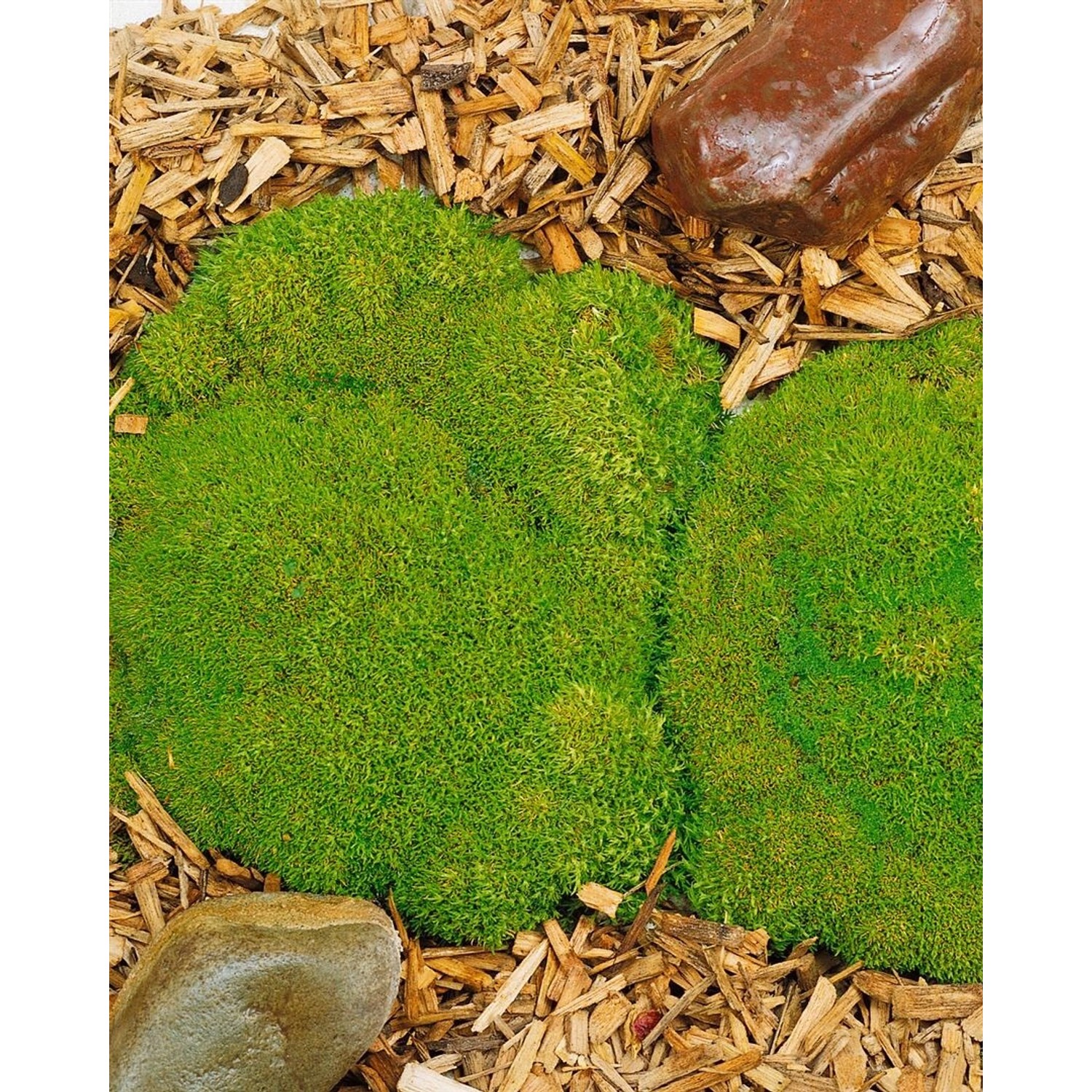 Scleranthus Uniflorus Polsterkissenmoos Ca. 9x9 cm Topf günstig online kaufen