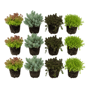 12 Sedum Fetthenne Steinpflanzen Mix, ohne Topf. Winterharte Bodendecker in Grün, Rot, Blaugrau für Teichrand.