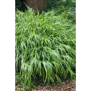 Grünes Hakonechloa 'Greenhills' Japanisches Berggras im Topf, buschiger Wuchs.