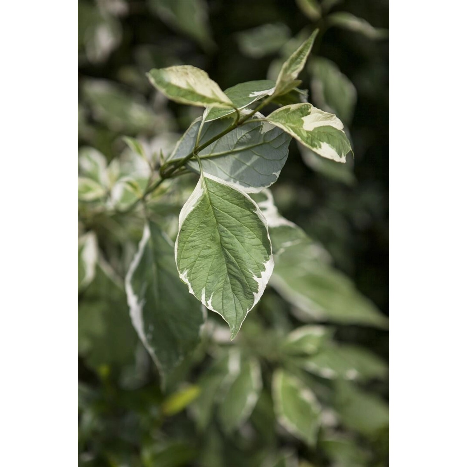 Cornus Alba Ivory Halo Hartriegel Grün-Weiß 60–100 cm günstig online kaufen