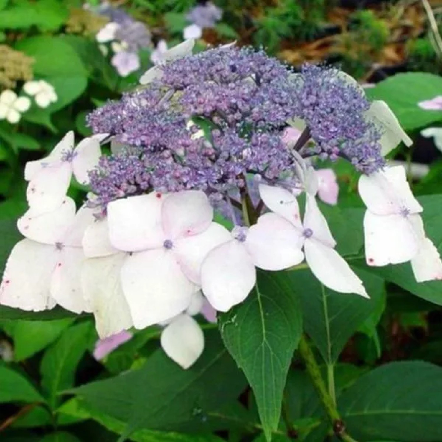 Hortensie 'Mariesii Perfecta' Hydrangea 25 bis 30 cm im Container Tellerblüten