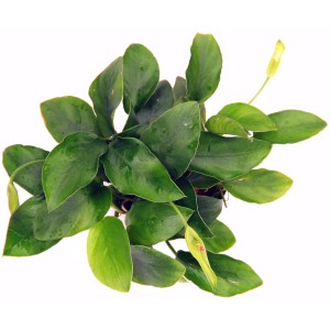 Dennerle Aquariumpflanze Anubias barteri var. Nana mit grünen Blättern und Blütenstand.