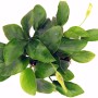 Dennerle Aquariumpflanze Anubias barteri var. Nana mit grünen Blättern und Blütenstand.