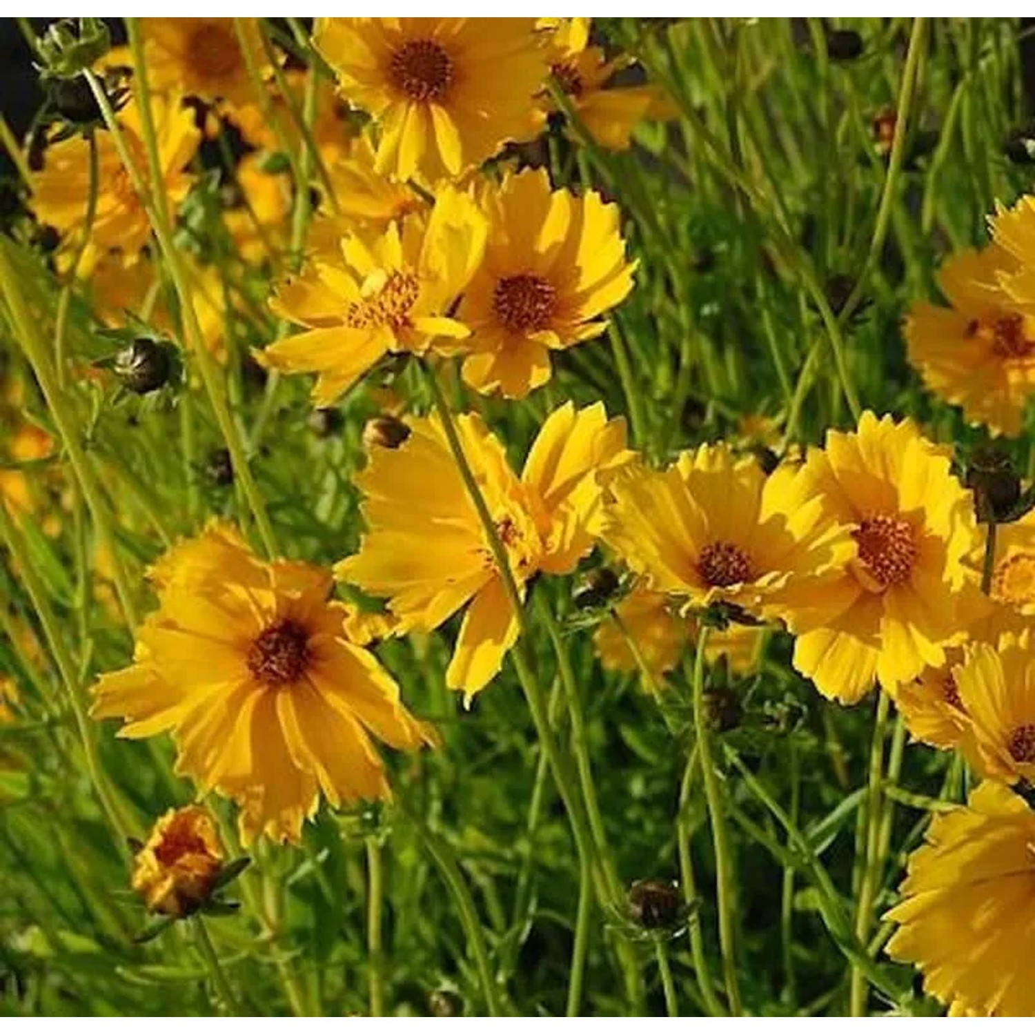 Mädchenauge Schnittgold - Coreopsis grandiflora
