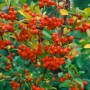 Feuerdorn 'Orange Charmer' (100-125 cm) mit leuchtend orangefarbenen Beeren. Ideal als Heckenpflanze.