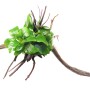 Dennerle Anubias nana Aquariumpflanze auf Spiderwoodwurzel, grüne Blätter.