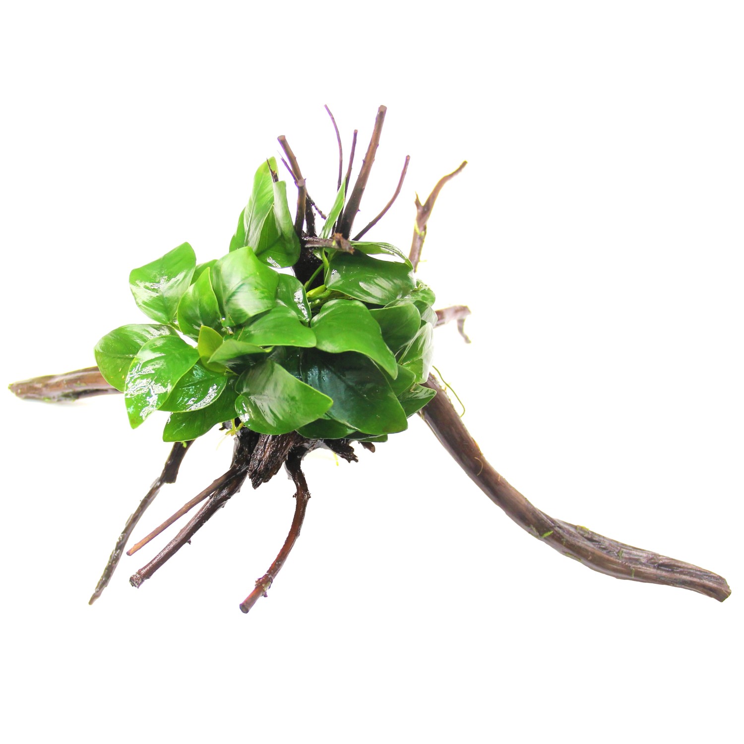 Dennerle Plants Aquariumpflanze Anubias nana auf einer Spiderwoodwurzel