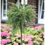 Kompakt wachsender Cotoneaster Hochstamm (40-60cm) mit grünen Blättern und roten Beeren im Garten.