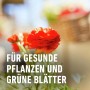 Rote Ranunkeln, Text: Für gesunde Pflanzen und grüne Blätter. Compo Balkon- und Kübelpflanzendünger.