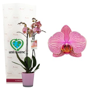 GROW by OBI Schmetterlingsorchidee, weiße Blüten mit pinkfarbenen Streifen im weißen Topf.
