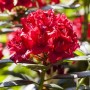 Leuchtend roter Rhododendron Hybr. Wilgens Ruby Strauch, 40–50 cm hoch.