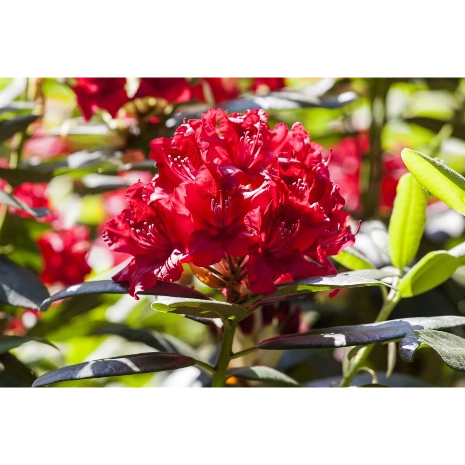 Leuchtend roter Rhododendron Hybr. Wilgens Ruby Strauch, 40–50 cm hoch.