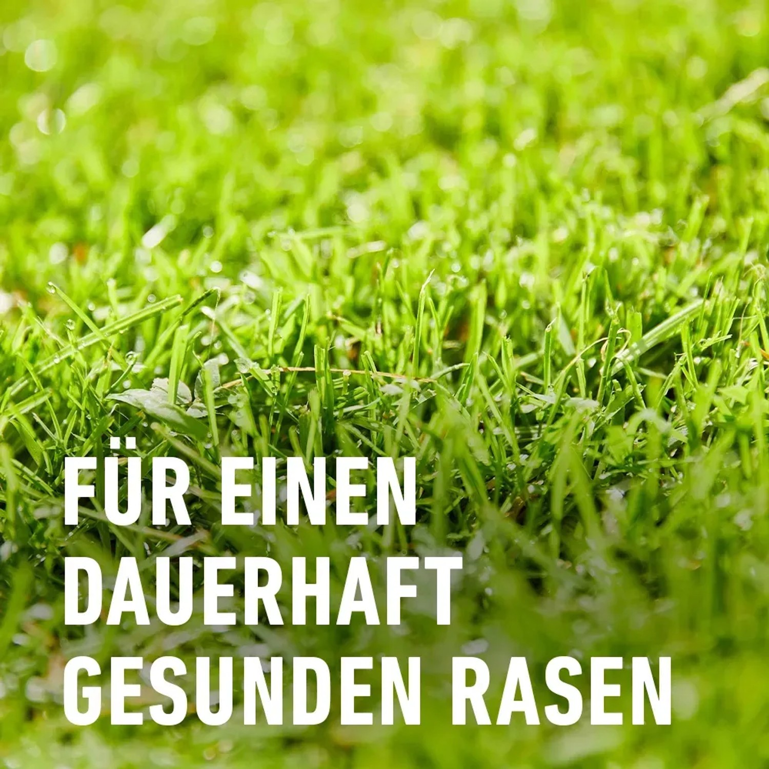 Sattes, grünes Gras: Compo Rasendünger für einen gesunden Rasen ohne Unkraut und Moos.