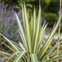 Yucca Filamentosa 'Color Guard' Palmlilie mit grün-gelb gestreiften Blättern.