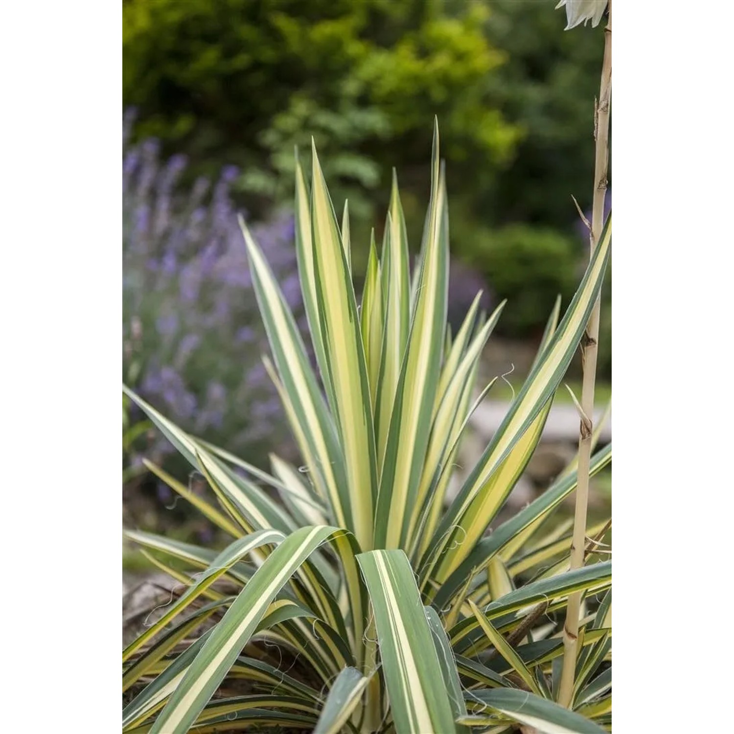 Yucca Filamentosa 'Color Guard' Palmlilie mit grün-gelb gestreiften Blättern.