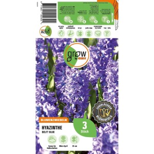 GROW by OBI Hyazinthe Delft Blue Blau 3 Stück Hyacinthus orientalis Delft Blue