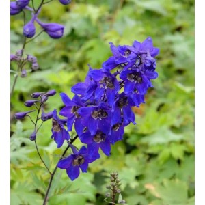 Blühender Rittersporn Black Knight (Delphinium pacific) mit tiefblauen Blüten im Garten.