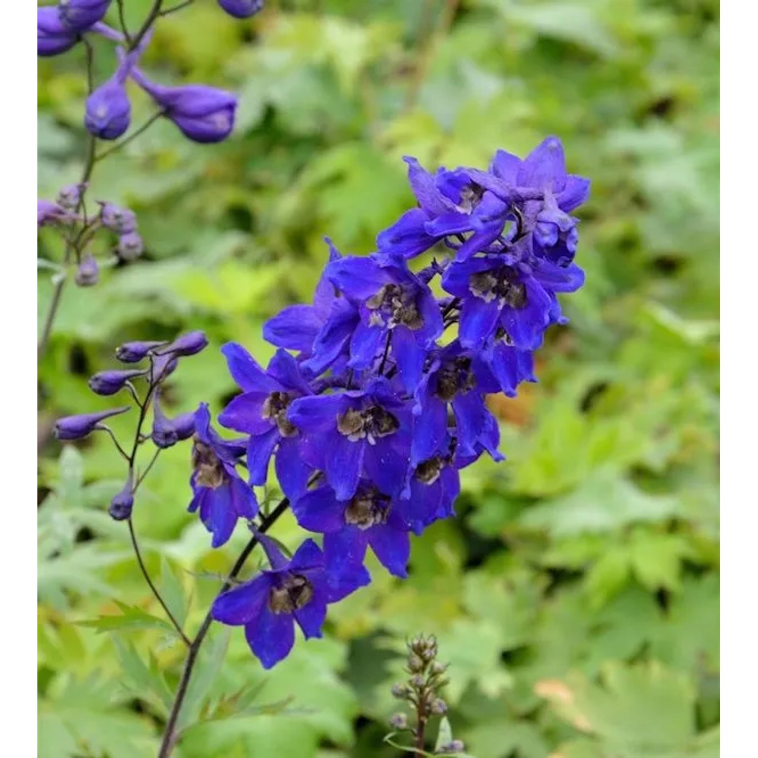 Rittersporn Black Knight - Delphinium pacific