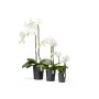 Ecopots Morinda Pflanztöpfe in Dunkelgrau, 17 cm, mit weißen Orchideen in drei Größen.