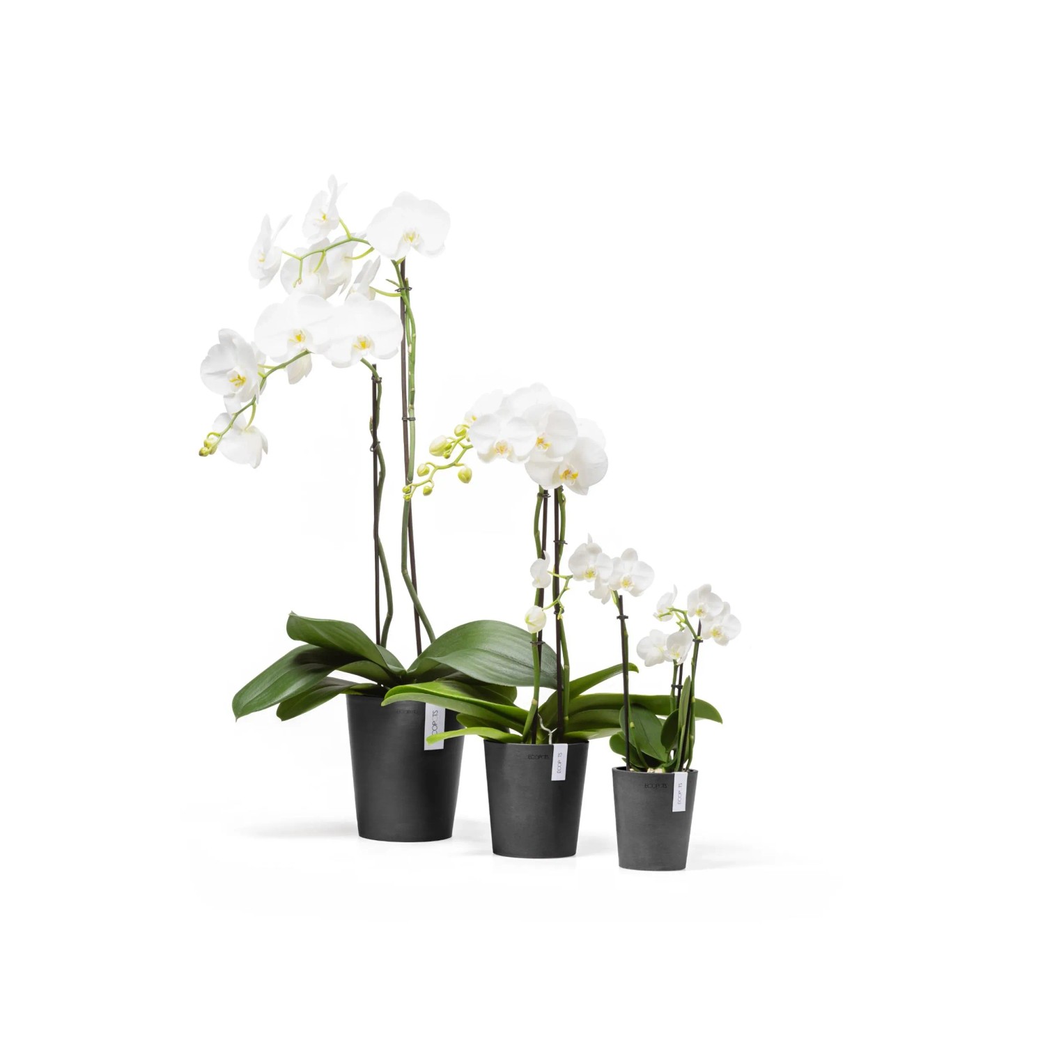 Ecopots Morinda Pflanztöpfe in Dunkelgrau, 17 cm, mit weißen Orchideen in drei Größen.