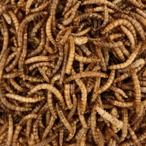 Orni Mehlwürmer Insektenfutter für Wildvögel