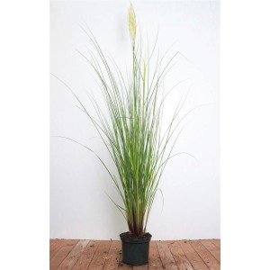 Silbrig blühendes Pampasgras 'Citaro' (Cortaderia Selloana) im Topf.