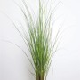 Silbrig blühendes Pampasgras 'Citaro' (Cortaderia Selloana) im Topf.
