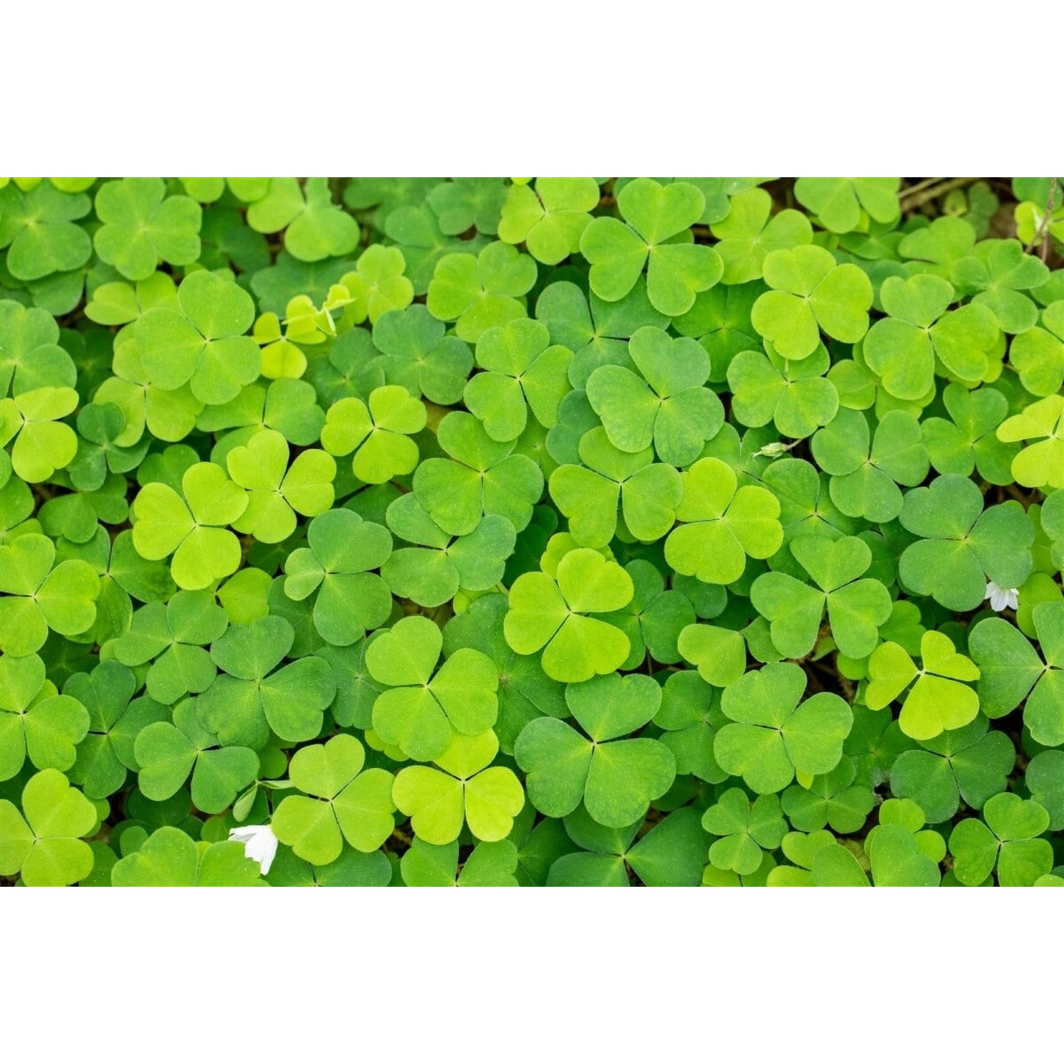 Oxalis Acetosella Waldsauerklee Ca. 9x9 cm Topf günstig online kaufen