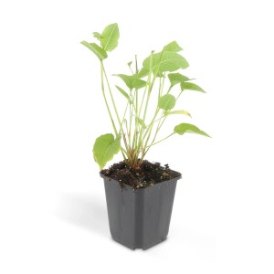 Kerzenknöterich im 9cm Topf, winterharte Staude für den Garten.
