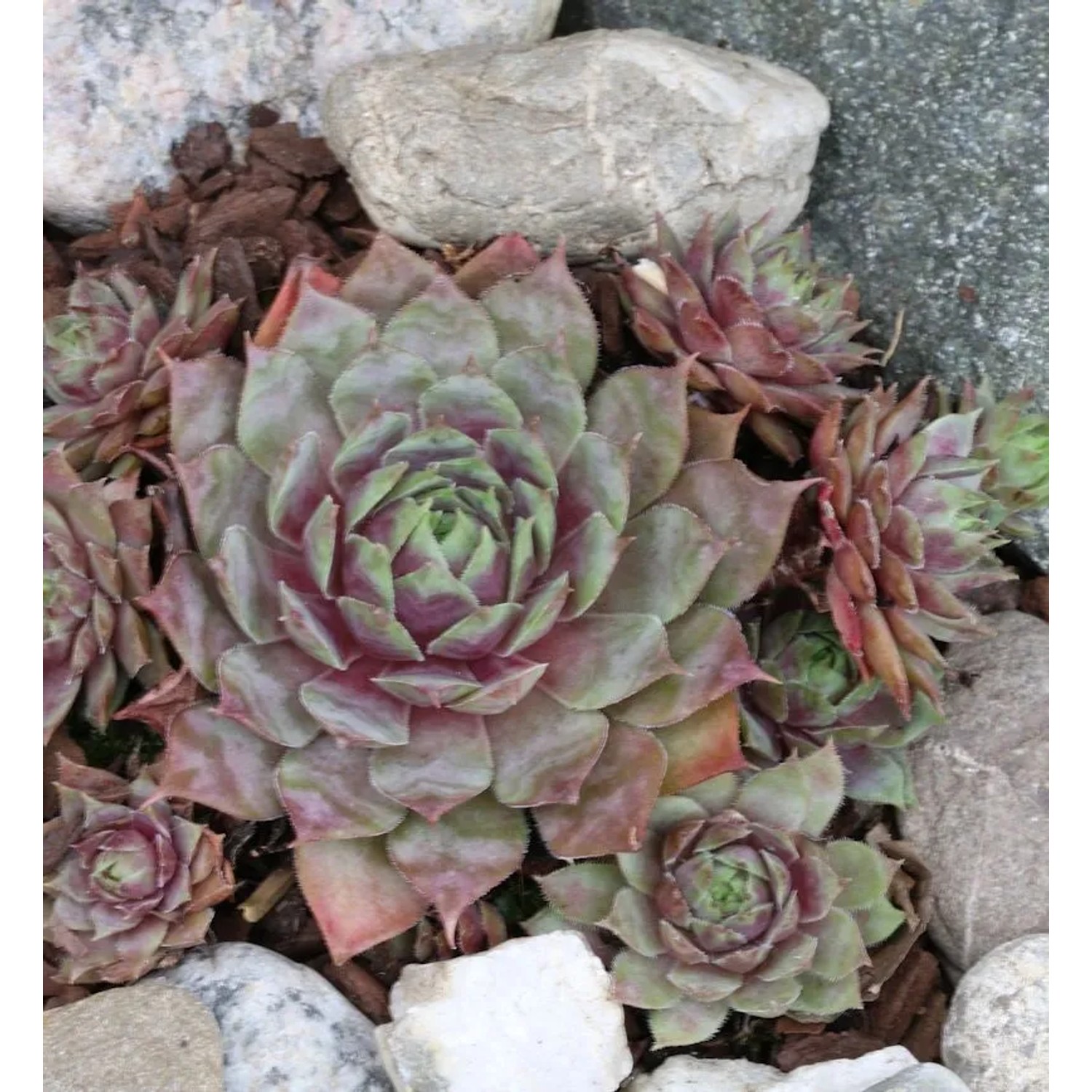 Dachwurz Rotkopf - Sempervivum cultorum