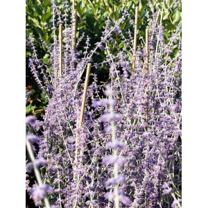 Blauraute 'Little Spire' mit zarten blauvioletten Blüten und silbrig-grünen Stielen. Ideal für Garten & Kübel.