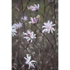 Nahaufnahme der rosa-weißen Blüten der Tulpen-Magnolie (Magnolia Soulangiana) an den Ästen.