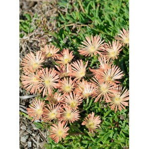 Delosperma Peach Star Mittagsblume im Topf mit pfirsichfarbenen Blüten und grünen Blättern.