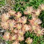 Delosperma Peach Star Mittagsblume im Topf mit pfirsichfarbenen Blüten und grünen Blättern.