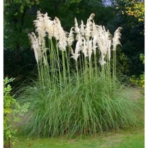 Pampasgras Senior im XXXL Topf, Cortaderia selloana mit weißen Blütenständen.